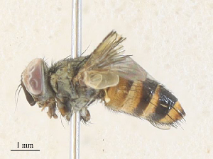  ( - CBG-A36818-B02)  @11 [ ] CreativeCommons - Attribution Share - Alike (2024) CBG Photography Group Centre for Biodiversity Genomics