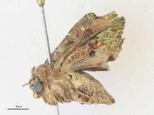  ( - CBG-A36818-G10)  @11 [ ] CreativeCommons - Attribution Share - Alike (2024) CBG Photography Group Centre for Biodiversity Genomics