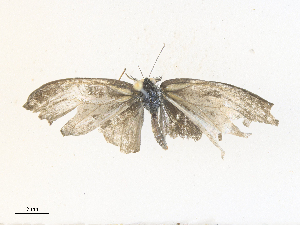  ( - CBG-A36819-A01)  @11 [ ] CreativeCommons - Attribution Share - Alike (2024) CBG Photography Group Centre for Biodiversity Genomics