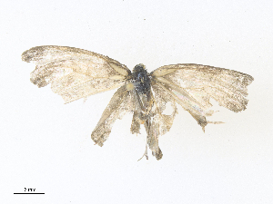  ( - CBG-A36819-A10)  @11 [ ] CreativeCommons - Attribution Share - Alike (2024) CBG Photography Group Centre for Biodiversity Genomics