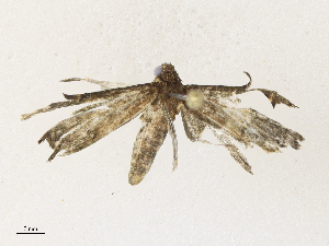  ( - CBG-A30972-B06)  @11 [ ] CreativeCommons - Attribution Share - Alike (2024) CBG Photography Group Centre for Biodiversity Genomics