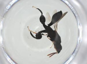  (chalMalaise01 malaise2147 - CBG-A31242-G07)  @11 [ ] CreativeCommons - Attribution Share - Alike (2024) Centre for Biodiversity Genomics Centre for Biodiversity Genomics