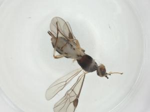  ( - CBG-A31246-A11)  @11 [ ] CreativeCommons - Attribution Share - Alike (2024) Centre for Biodiversity Genomics Centre for Biodiversity Genomics