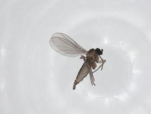  ( - CBG-A32772-F10)  @11 [ ] CreativeCommons - Attribution Share - Alike (2024) Centre for Biodiversity Genomics Centre for Biodiversity Genomics