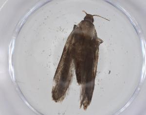  ( - CBG-A32813-D04)  @11 [ ] CreativeCommons - Attribution Share - Alike (2024) Centre for Biodiversity Genomics Centre for Biodiversity Genomics