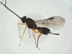  ( - CBG-A32821-B02)  @11 [ ] CreativeCommons - Attribution Share - Alike (2024) Centre for Biodiversity Genomics Centre for Biodiversity Genomics