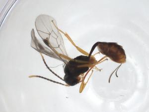  ( - CBG-A32830-H04)  @11 [ ] CreativeCommons - Attribution Share - Alike (2024) Centre for Biodiversity Genomics Centre for Biodiversity Genomics