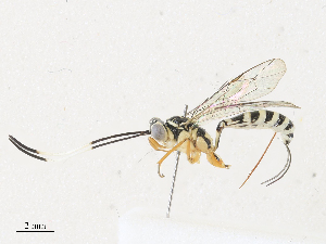  ( - CBG-A33493-C07)  @11 [ ] CreativeCommons - Attribution Share - Alike (2024) CBG Photography Group Centre for Biodiversity Genomics