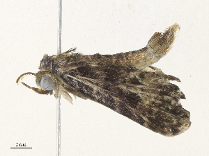  (Metalectra Malaise8672 - CBG-A33497-G06)  @11 [ ] CreativeCommons - Attribution Share - Alike (2024) CBG Photography Group Centre for Biodiversity Genomics