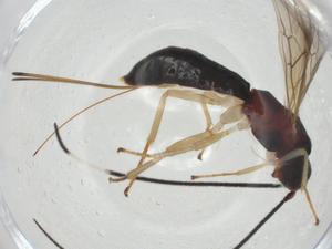  ( - CBG-A33614-D11)  @11 [ ] CreativeCommons - Attribution Share - Alike (2024) Centre for Biodiversity Genomics Centre for Biodiversity Genomics