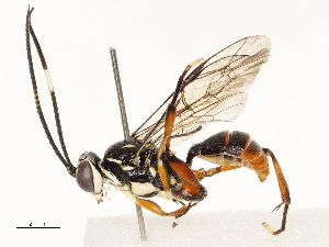  ( - CBG-A65326-D07)  @11 [ ] CreativeCommons - Attribution Share - Alike (2025) CBG Photography Group Centre for Biodiversity Genomics