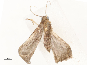  (Lascoria BioLep2712 - CBG-A65326-H01)  @11 [ ] CreativeCommons - Attribution Share - Alike (2025) CBG Photography Group Centre for Biodiversity Genomics