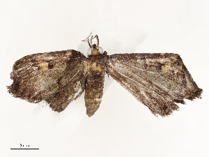  ( - CBG-A65327-A11)  @11 [ ] CreativeCommons - Attribution Share - Alike (2025) CBG Photography Group Centre for Biodiversity Genomics