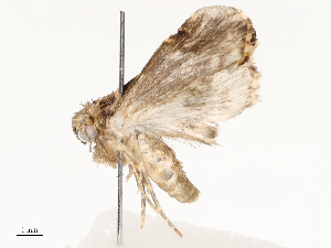  ( - CBG-A65327-B02)  @11 [ ] CreativeCommons - Attribution Share - Alike (2025) CBG Photography Group Centre for Biodiversity Genomics