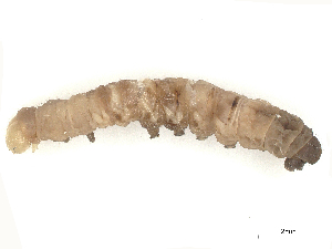  (Eulepidotis Malaise5327 - CBG-A65327-G08)  @11 [ ] CreativeCommons - Attribution Share - Alike (2025) CBG Photography Group Centre for Biodiversity Genomics