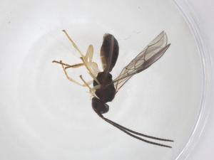  ( - CBG-A66414-A01)  @11 [ ] CreativeCommons - Attribution Share - Alike (2025) Centre for Biodiversity Genomics Centre for Biodiversity Genomics