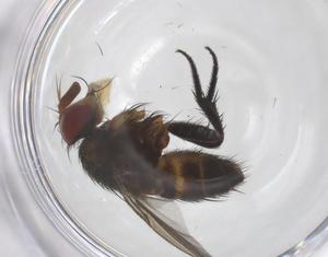  ( - CBG-A66426-H08)  @11 [ ] CreativeCommons - Attribution Share - Alike (2025) Centre for Biodiversity Genomics Centre for Biodiversity Genomics