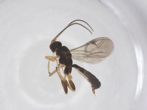  ( - CBG-A66435-B03)  @11 [ ] CreativeCommons - Attribution Share - Alike (2025) Centre for Biodiversity Genomics Centre for Biodiversity Genomics