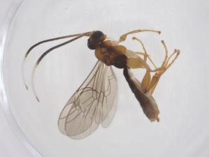  ( - CBG-A66443-A10)  @11 [ ] CreativeCommons - Attribution Share - Alike (2025) Centre for Biodiversity Genomics Centre for Biodiversity Genomics