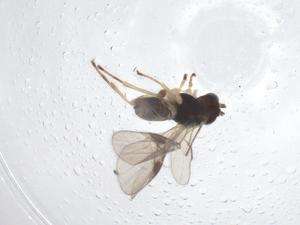  ( - CBG-A67457-D12)  @11 [ ] CreativeCommons - Attribution Share - Alike (2025) Centre for Biodiversity Genomics Centre for Biodiversity Genomics