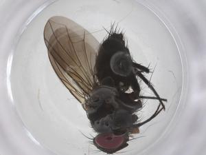  (Lixophaga Malaise8551 - CBG-A67471-A05)  @11 [ ] CreativeCommons - Attribution Share - Alike (2025) Centre for Biodiversity Genomics Centre for Biodiversity Genomics