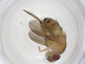  ( - CBG-A67501-A02)  @11 [ ] CreativeCommons - Attribution Share - Alike (2025) Centre for Biodiversity Genomics Centre for Biodiversity Genomics