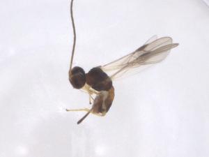  ( - CBG-A67515-B01)  @11 [ ] CreativeCommons - Attribution Share - Alike (2025) Centre for Biodiversity Genomics Centre for Biodiversity Genomics