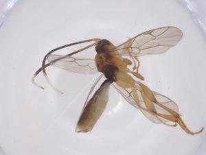  ( - CBG-A67515-C05)  @11 [ ] CreativeCommons - Attribution Share - Alike (2025) Centre for Biodiversity Genomics Centre for Biodiversity Genomics