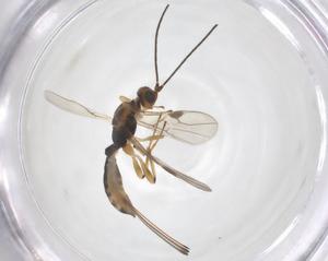  (Heterospilus malaise5303 - CBG-A67523-H02)  @11 [ ] CreativeCommons - Attribution Share - Alike (2025) Centre for Biodiversity Genomics Centre for Biodiversity Genomics