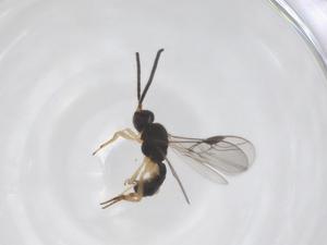  (Pseudognaptodon Malaise5763 - CBG-A67526-D07)  @11 [ ] CreativeCommons - Attribution Share - Alike (2025) Centre for Biodiversity Genomics Centre for Biodiversity Genomics