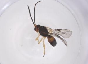  ( - CBG-A67529-A02)  @11 [ ] CreativeCommons - Attribution Share - Alike (2025) Centre for Biodiversity Genomics Centre for Biodiversity Genomics