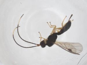  (Heterospilus Malaise9961 - CBG-A67629-A10)  @11 [ ] CreativeCommons - Attribution Share - Alike (2025) Centre for Biodiversity Genomics Centre for Biodiversity Genomics