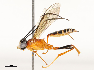  ( - CBG-A67895-C04)  @11 [ ] CreativeCommons - Attribution Share - Alike (2025) CBG Photography Group Centre for Biodiversity Genomics