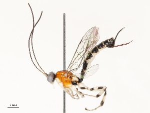  ( - CBG-A67895-C12)  @11 [ ] CreativeCommons - Attribution Share - Alike (2025) CBG Photography Group Centre for Biodiversity Genomics
