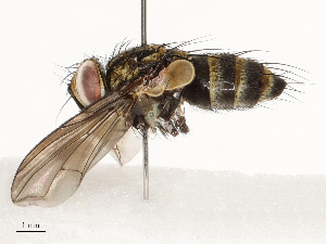  (Lixophaga Janzen8028 - CBG-A67895-D01)  @11 [ ] CreativeCommons - Attribution Share - Alike (2025) CBG Photography Group Centre for Biodiversity Genomics