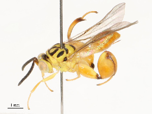  (chalJanzen01 malaise3183 - CBG-A67895-E01)  @11 [ ] CreativeCommons - Attribution Share - Alike (2025) CBG Photography Group Centre for Biodiversity Genomics