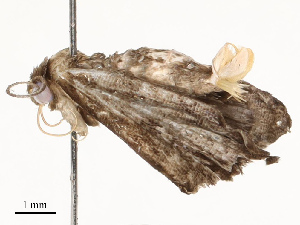  ( - CBG-A67895-E03)  @11 [ ] CreativeCommons - Attribution Share - Alike (2025) CBG Photography Group Centre for Biodiversity Genomics