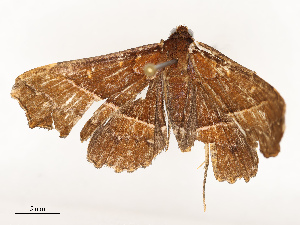  ( - CBG-A67895-G06)  @11 [ ] CreativeCommons - Attribution Share - Alike (2025) CBG Photography Group Centre for Biodiversity Genomics