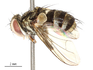  ( - CBG-A67896-C08)  @11 [ ] CreativeCommons - Attribution Share - Alike (2025) CBG Photography Group Centre for Biodiversity Genomics