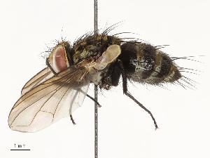  (Lixophaga Malaise0355 - CBG-A67896-F11)  @11 [ ] CreativeCommons - Attribution Share - Alike (2025) CBG Photography Group Centre for Biodiversity Genomics