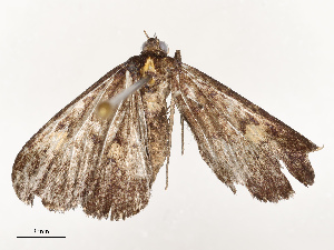  ( - CBG-A67897-A05)  @11 [ ] CreativeCommons - Attribution Share - Alike (2025) CBG Photography Group Centre for Biodiversity Genomics