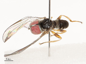  ( - CBG-A67897-B02)  @11 [ ] CreativeCommons - Attribution Share - Alike (2025) CBG Photography Group Centre for Biodiversity Genomics