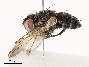  (Lixophaga Malaise2050 - CBG-A67897-C07)  @11 [ ] CreativeCommons - Attribution Share - Alike (2025) CBG Photography Group Centre for Biodiversity Genomics