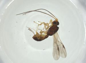  ( - CBG-A34754-F12)  @11 [ ] CreativeCommons - Attribution Share - Alike (2024) Centre for Biodiversity Genomics Centre for Biodiversity Genomics