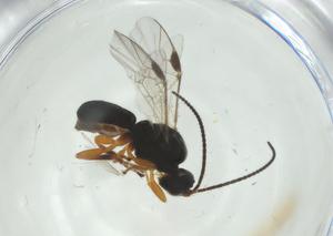  (Triaspis Malaise2253 - CBG-A34762-H02)  @11 [ ] CreativeCommons - Attribution Share - Alike (2024) Centre for Biodiversity Genomics Centre for Biodiversity Genomics