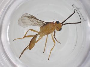  (Microctonus Malaise4991 - CBG-A34763-A10)  @11 [ ] CreativeCommons - Attribution Share - Alike (2024) Centre for Biodiversity Genomics Centre for Biodiversity Genomics