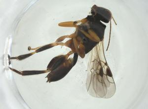  (Peristenus Malaise5607 - CBG-A34764-A06)  @11 [ ] CreativeCommons - Attribution Share - Alike (2024) Centre for Biodiversity Genomics Centre for Biodiversity Genomics