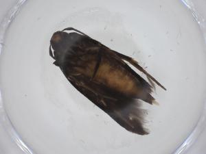  (elachMalaise01 Malaise1347 - CBG-A34765-C09)  @11 [ ] CreativeCommons - Attribution Share - Alike (2024) Centre for Biodiversity Genomics Centre for Biodiversity Genomics