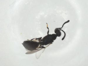  (chalMalaise01 malaise3402 - CBG-A34768-G07)  @11 [ ] CreativeCommons - Attribution Share - Alike (2024) Centre for Biodiversity Genomics Centre for Biodiversity Genomics