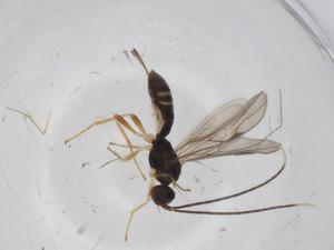  ( - CBG-A34778-E07)  @11 [ ] CreativeCommons - Attribution Share - Alike (2024) Centre for Biodiversity Genomics Centre for Biodiversity Genomics